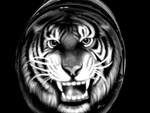 helm_tiger